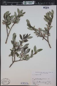 Salix brachycarpa image