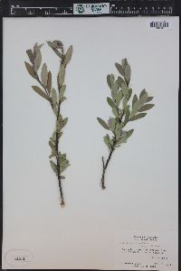 Salix brachycarpa image