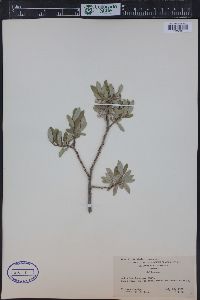 Salix brachycarpa image