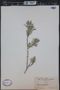 Salix brachycarpa image