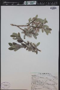 Salix brachycarpa image