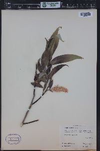 Salix lasiandra image