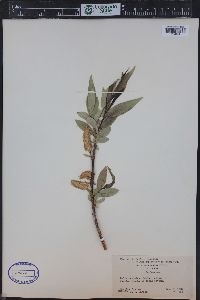 Salix lasiandra var. caudata image