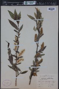 Salix lasiandra var. caudata image