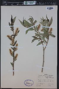 Salix lasiandra var. caudata image