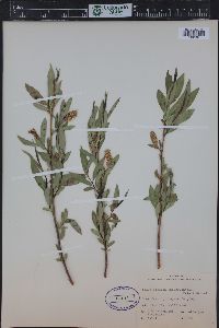 Salix lasiandra var. caudata image
