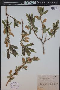 Salix lasiandra var. caudata image