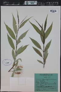 Salix lasiandra var. caudata image