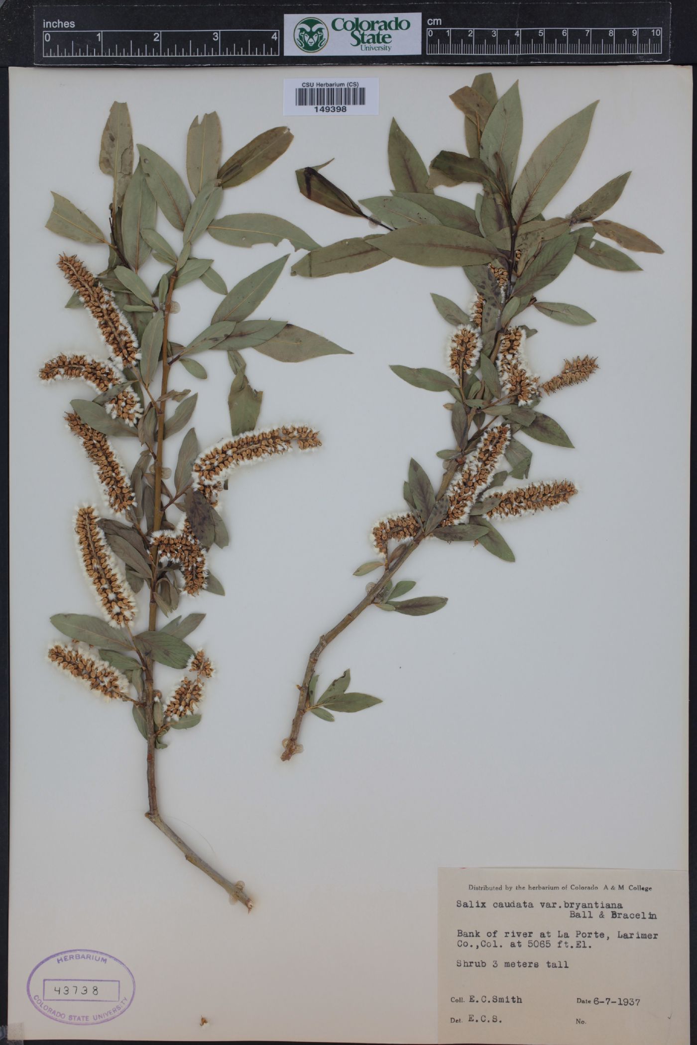 Salix lasiandra var. caudata image