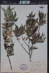 Salix lasiandra image