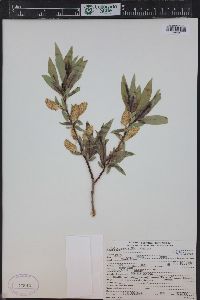 Salix lasiandra image