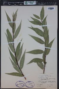 Salix lasiandra var. caudata image