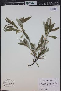 Salix drummondiana image