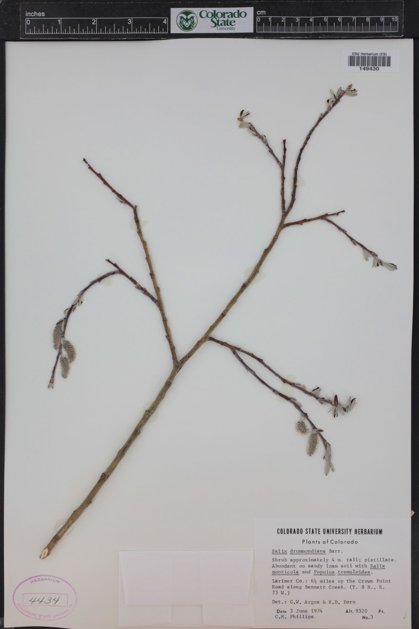 Salix drummondiana image