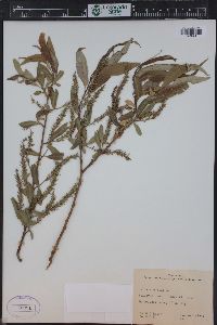 Salix × fragilis image