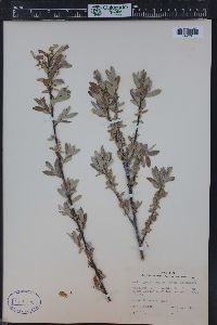 Salix geyeriana image