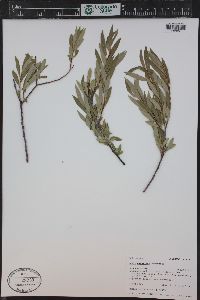 Salix geyeriana image