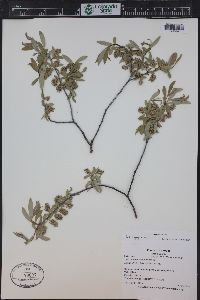 Salix geyeriana image