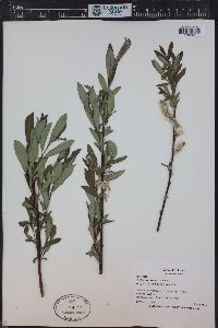 Salix geyeriana image