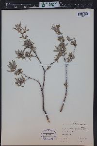 Salix geyeriana image