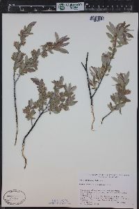 Salix geyeriana image