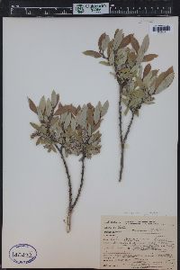 Salix geyeriana image