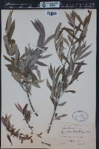 Salix geyeriana image