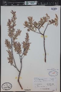 Salix geyeriana image