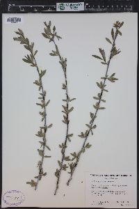 Salix geyeriana image