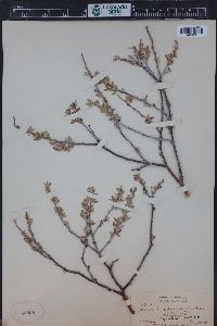 Salix geyeriana image