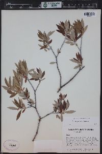 Salix geyeriana image