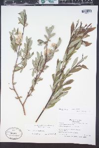 Salix geyeriana image