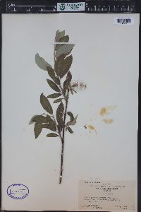 Salix glauca image