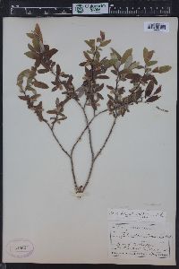 Salix glauca image