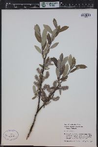 Salix glauca image