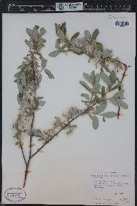 Salix glauca image