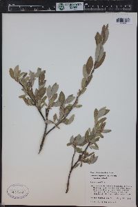 Salix glauca image