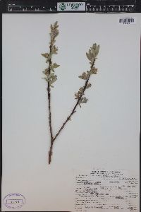 Salix glauca image