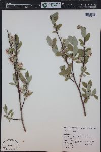 Salix glauca image