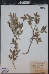 Salix glauca image