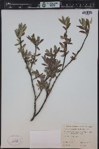 Salix glauca image