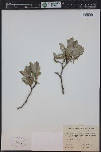 Salix glauca image