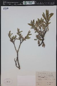 Salix glauca image