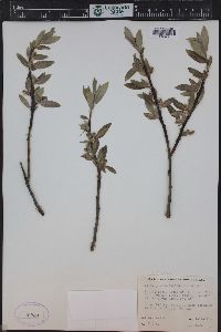 Salix glauca image