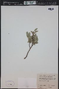 Salix glauca image