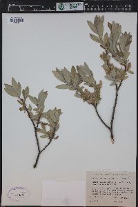 Salix glauca image