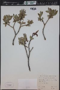 Salix glauca image