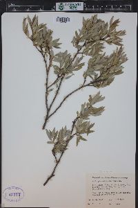 Salix glauca image