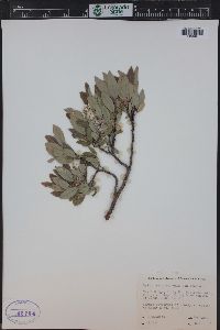 Salix glauca image