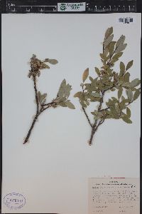 Salix glauca image